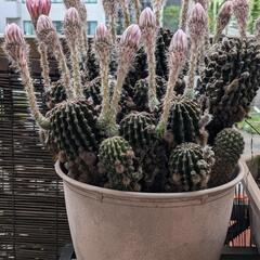 花咲く🌺サボテンの画像