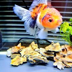 【相談中】ローズテールオランダ◆ショートテールオランダ◆他金魚