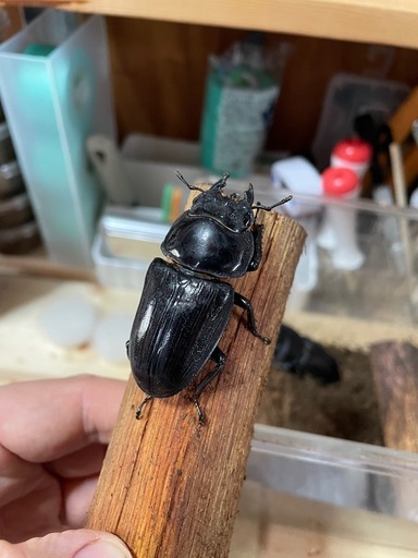 オオクワガタ能勢YG♂84♀54