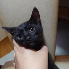 ルチア♪　黒猫②