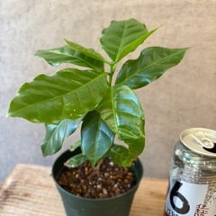 コーヒーの木の苗