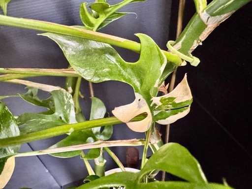観葉植物　お値下げ！　希少「斑入り」ミニモンステラ　全高70センチ弱
