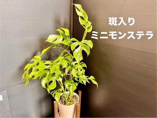 観葉植物　お値下げ！　希少「斑入り」ミニモンステラ　全高70センチ弱