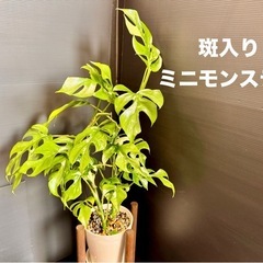 観葉植物　希少「斑入り」ミニモンステラ　全高70センチ弱