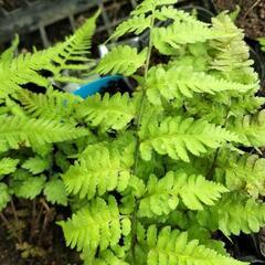 イヌワラビ　シダ植物　1ポット