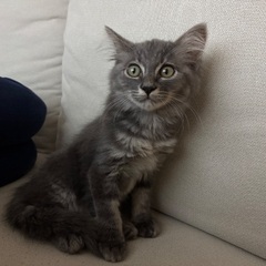 甘えん坊なオス猫2ヶ月