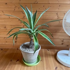 アガベ　鉢ごとの画像