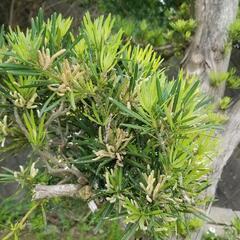 大型マキ　イヌマキ　槇　ガーデニング　樹木　植木　4mの画像