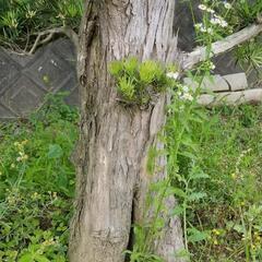 大型マキ　イヌマキ　槇　ガーデニング　樹木　植木　4mの画像