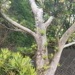 大型マキ　イヌマキ　槇　ガーデニング　樹木　植木　4mの画像