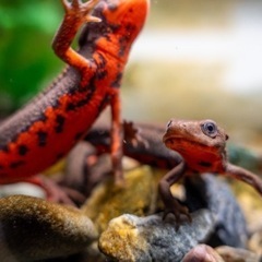 【本日限定】アカハライモリ3匹 未開封餌のオマケ付き