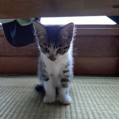 生後2ヶ月の子猫の里親募集