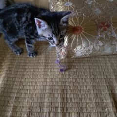 生後2ヶ月の子猫の里親募集