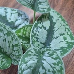 観葉植物