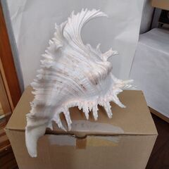 美品　テング貝 (大) 貝殻　天狗貝　オブジェの画像