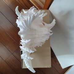 美品　テング貝 (大) 貝殻　天狗貝　オブジェの画像