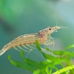 【本日限定】ヤマトヌマエビ2匹