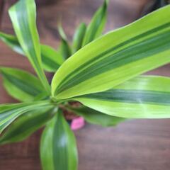 観葉植物