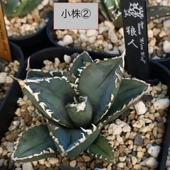 アガベ 【浪人】 小株 各種の画像
