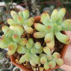 多肉植物 乙女心 🌸