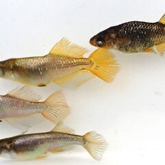 メダカの卵各種　：　カブキブルー　ラムネブルー　和墨三色　エメキンなど　リアルロングフィンの画像