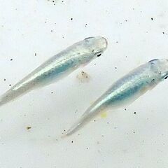 メダカの卵各種　：　カブキブルー　ラムネブルー　和墨三色　エメキンなど　リアルロングフィンの画像