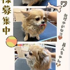 🔊急募‼️🍀チワワ🍀ロング🐶美人ちゃん💘2021.3.6🎂4歳❣️