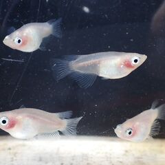 メダカの卵各種　：　カブキブルー　ラムネブルー　和墨三色　エメキンなど　リアルロングフィンの画像