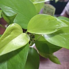 観葉植物