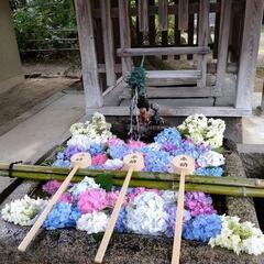 紫陽花や青紅葉