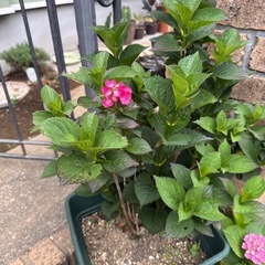 紫陽花 アジサイ