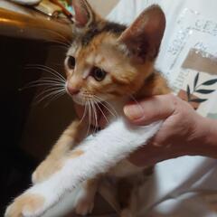 （一時休止）可愛い三毛猫④