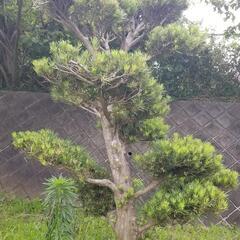 中型マキ　イヌマキ　槇　　ガーデニング　植木　樹木　植木　3m