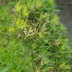 中型マキ　イヌマキ　槇　　ガーデニング　植木　樹木　植木　3mの画像