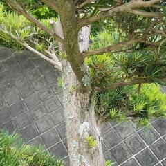 中型マキ　イヌマキ　槇　　ガーデニング　植木　樹木　植木　3mの画像
