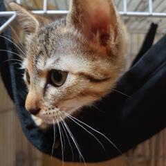（一時休止）仔猫５匹目⑤