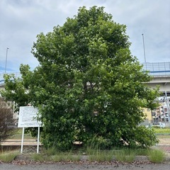 木の伐採、剪定お任せください！