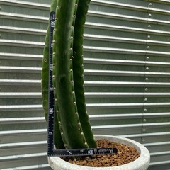 はしらサボテン🌵
の画像