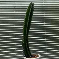 はしらサボテン🌵
の画像