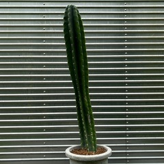 はしらサボテン🌵
の画像