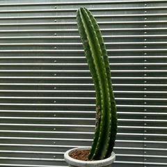 はしらサボテン🌵
の画像