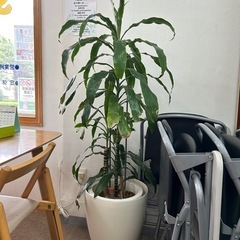 観賞植物