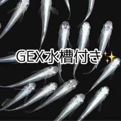 GEX水槽 ＋ 幹之スーパー強光 みゆき 5匹 高級めだか ミッ...