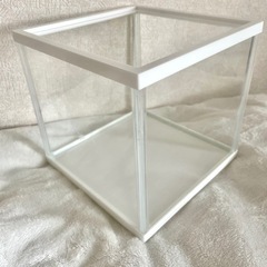 GEX水槽 ＋ 幹之スーパー強光 みゆき 5匹 高級めだか ミックスメダカ  ★ご希望の方は｢王華｣ 稚魚もいますの画像