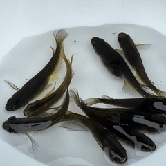 オロチめだか若魚ヒレ長5ペア10匹