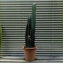 🌵はしらサボテン
の画像