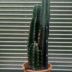 🌵はしらサボテン
の画像