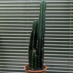 🌵はしらサボテン
の画像