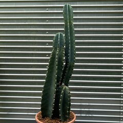 🌵はしらサボテン
の画像