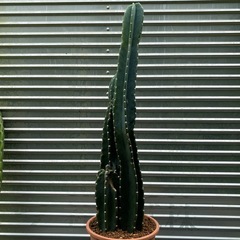 🌵はしらサボテン
の画像